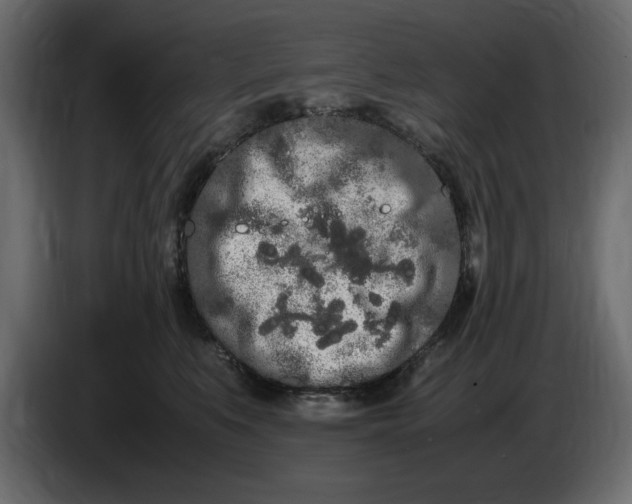 X0000083600519200703021916