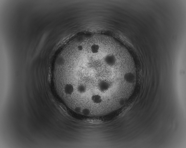 X0000083600644200703021914