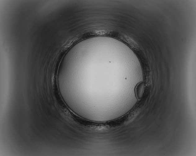 X0000083600646200703021914