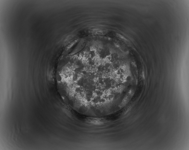 X0000083600663200703021914