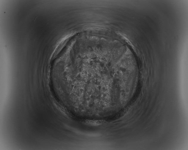 X0000083600679200703021913