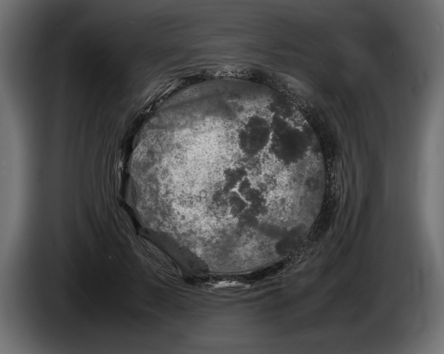 X0000083600695200703021913