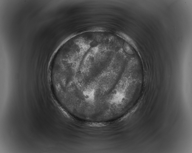 X0000083600835200703021910