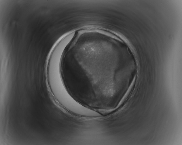 X0000083600864200703021911