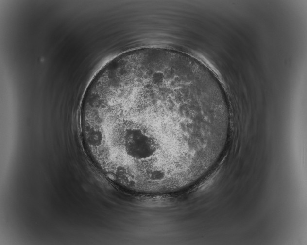 X0000083600891200703021910