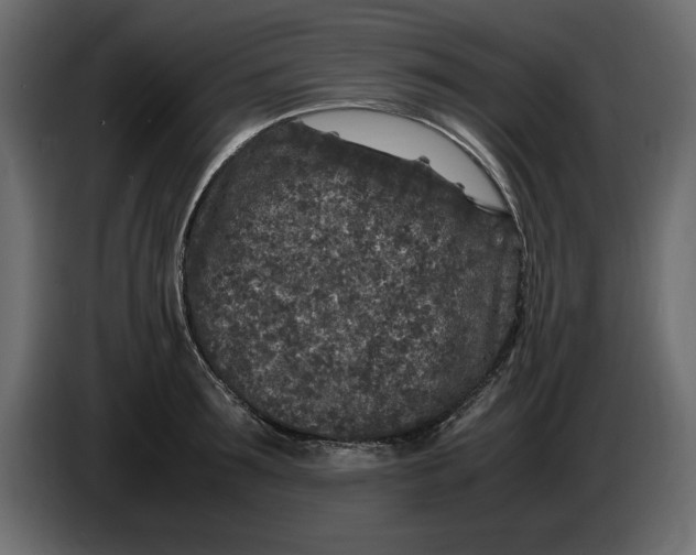 X0000083600899200703021910