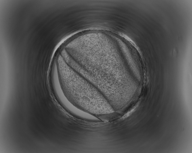 X0000083600928200703021909