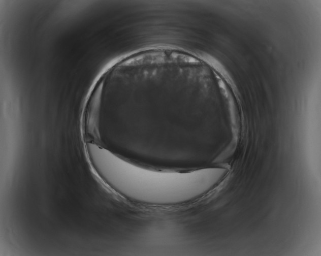 X0000083600958200703021909