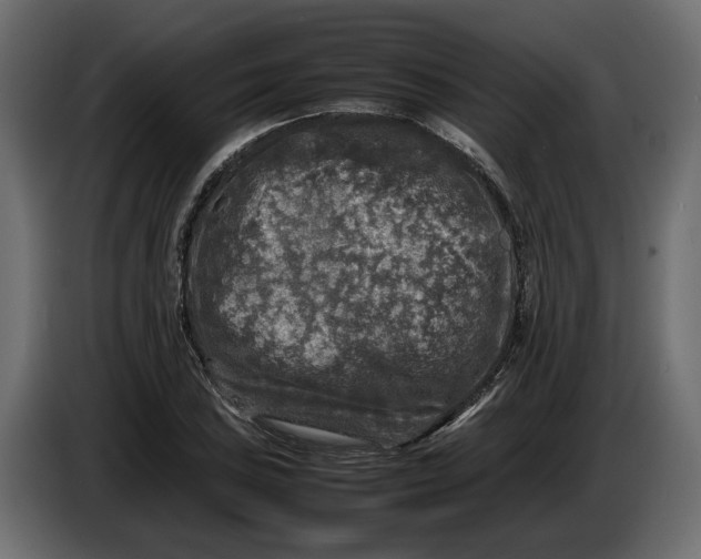 X0000083601027200703021907