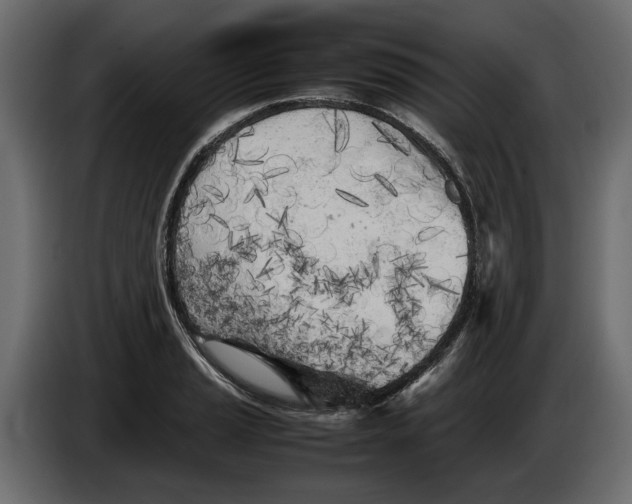 X0000083601037200703021907