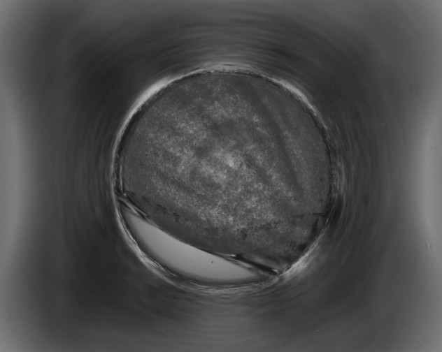 X0000083601038200703021907