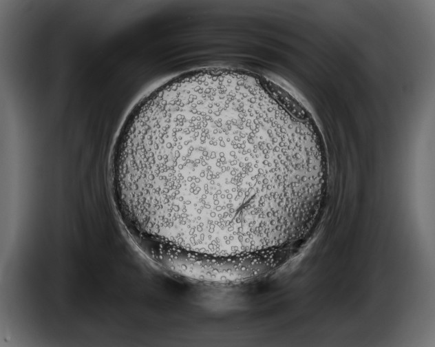 X0000083601045200703021907