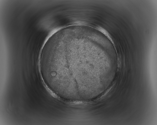 X0000083601098200703021906