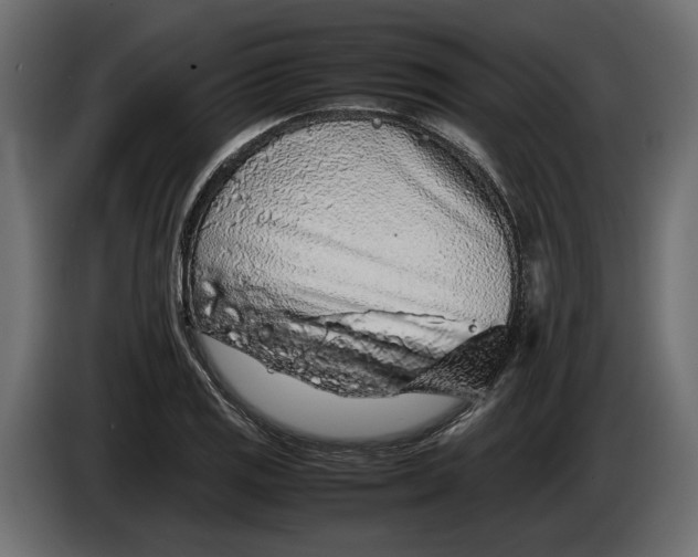 X0000083601125200703021905