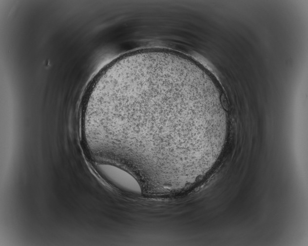 X0000083601127200703021905