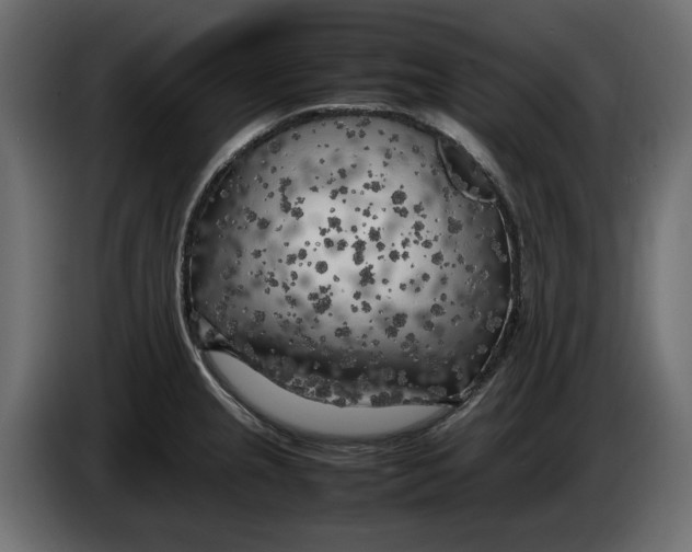 X0000083601237200703021904