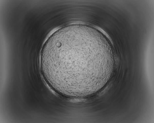 X0000083601290200703021903