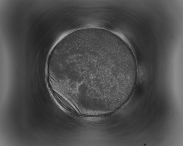 X0000083601294200703021902