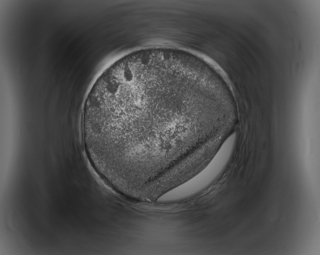 X0000083601295200703021902