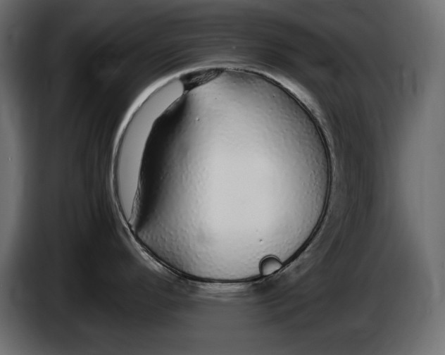 X0000083601296200703021902