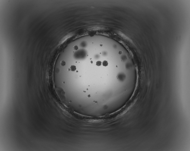 X0000083601305200703021902