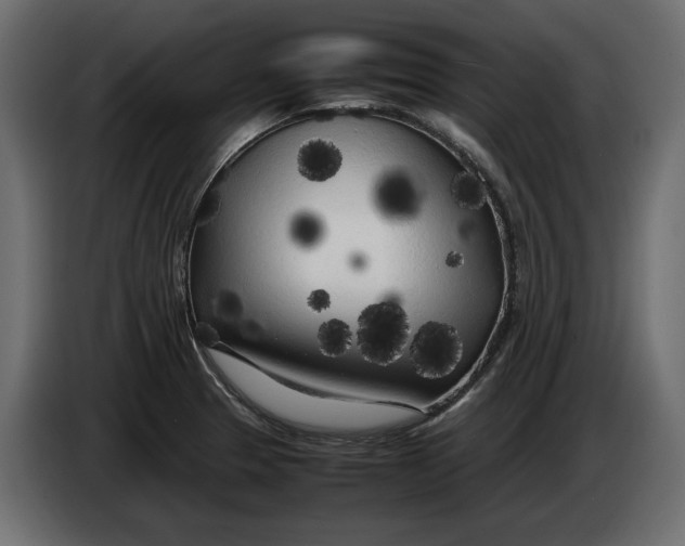 X0000083601329200703021902