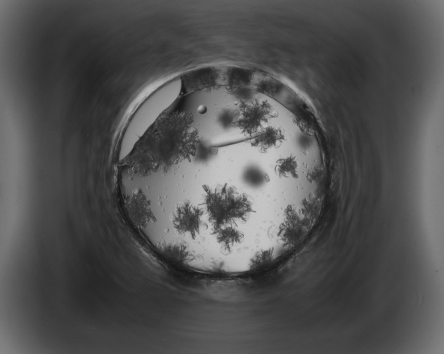 X0000083601367200703021901