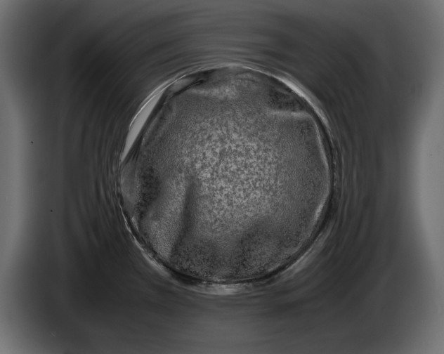 X0000083601385200703021901