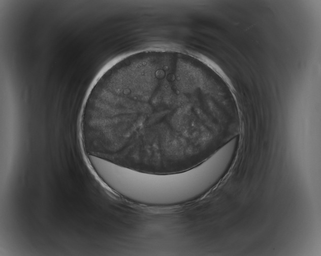 X0000083601440200703021901