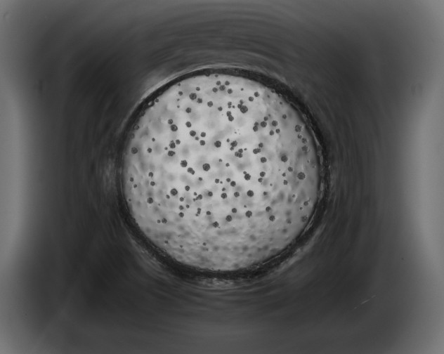 X0000083601505200703021858