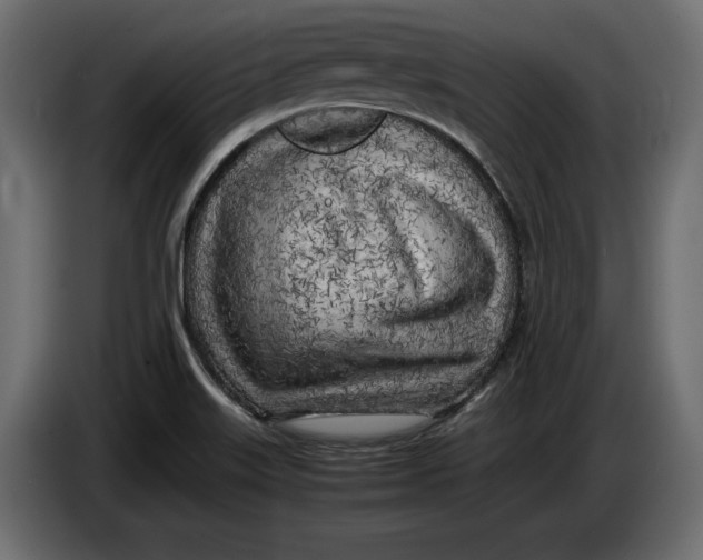 X0000083601515200703021859