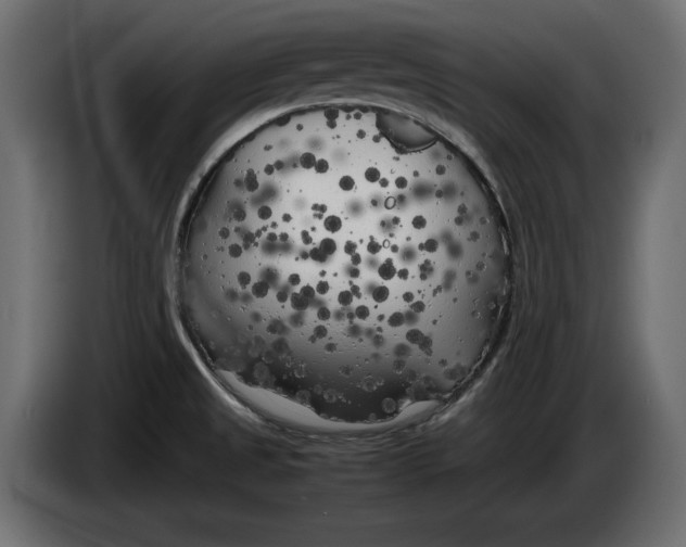 X0000083601525200703021859