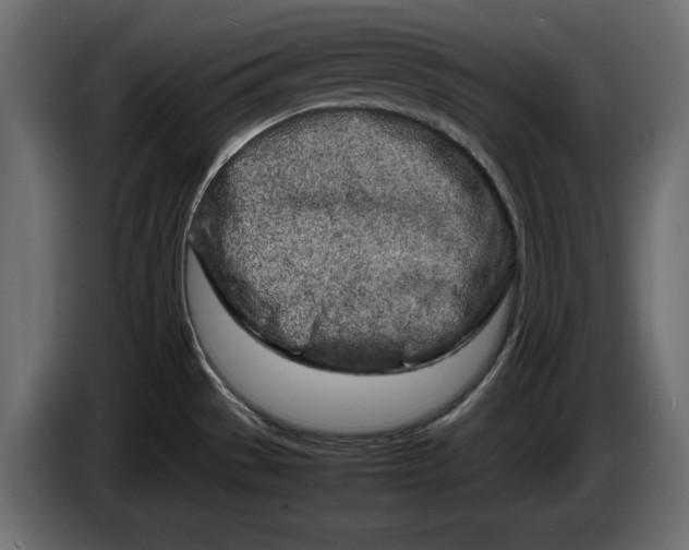 X0000083601529200703021859