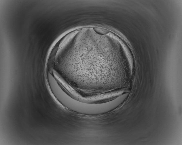 X0000083601536200703021859