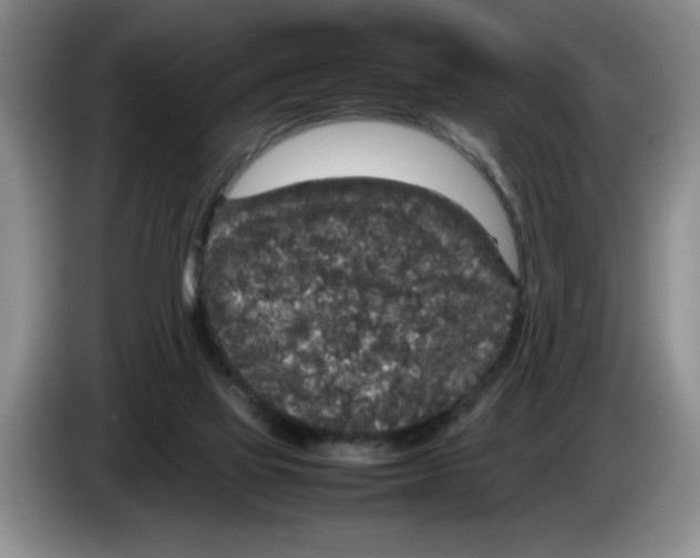 X0000083600069200703091750