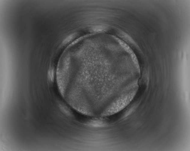 X0000083600076200703091750