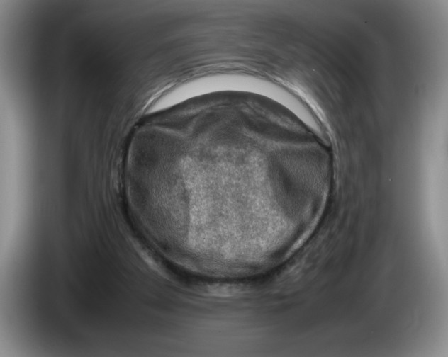 X0000083600105200703091749