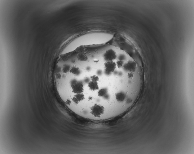 X0000083600249200703091747