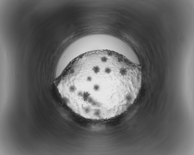 X0000083600258200703091747