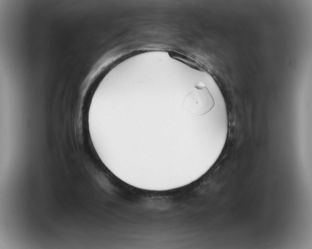 X0000083600296200703091747