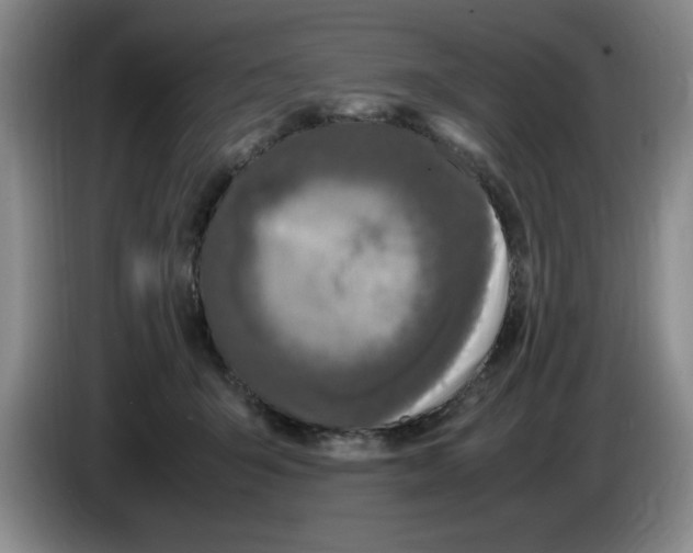 X0000083600415200703091745