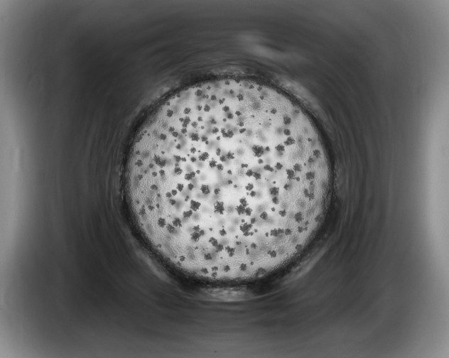 X0000083600449200703091744