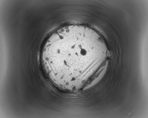 X0000083600494200703091744
