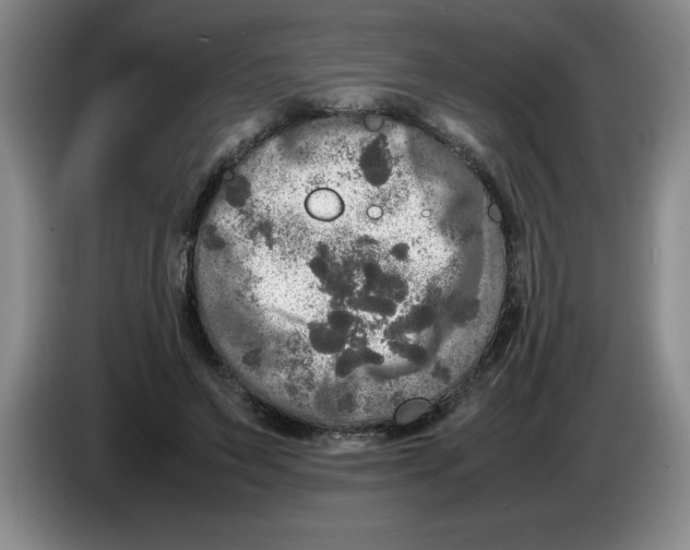 X0000083600495200703091744