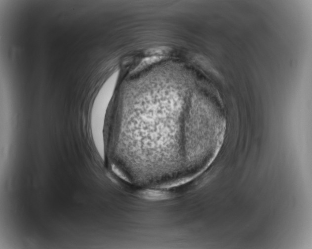 X0000083600528200703091744