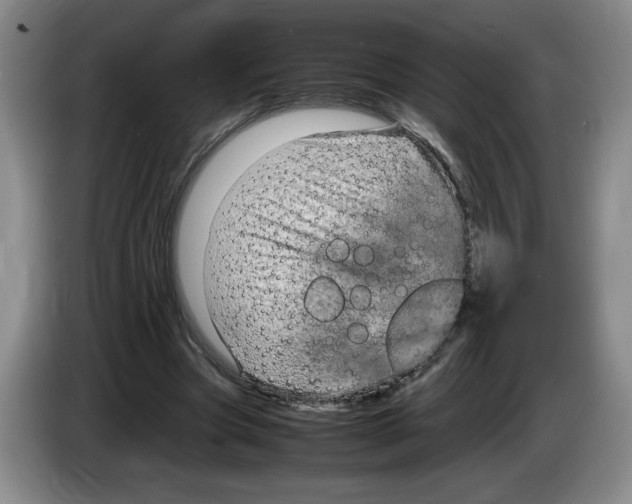 X0000083600537200703091743