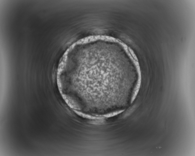 X0000083600576200703091744