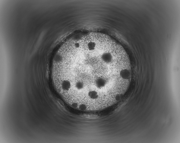 X0000083600644200703091742