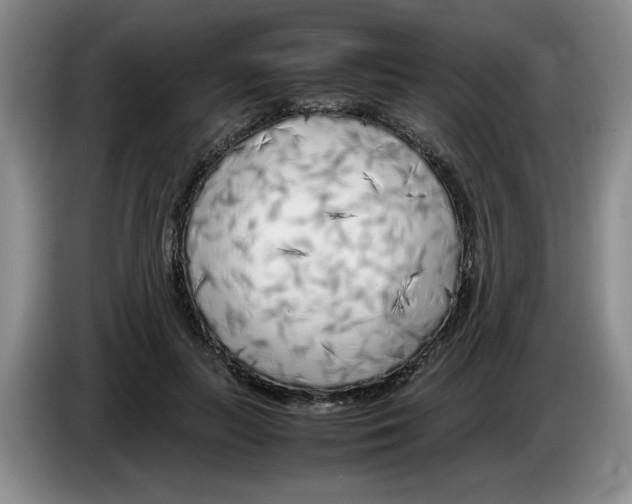 X0000083600647200703091742
