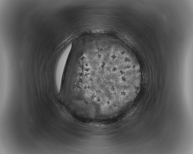 X0000083600648200703091742